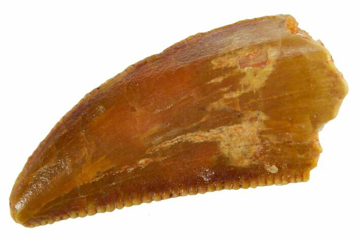 Serrated Raptor Tooth - Real Dinosaur Tooth #355568